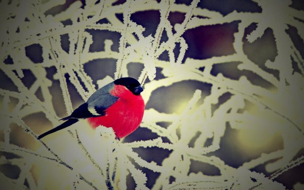 Зима рябина снегири