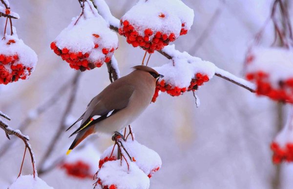 Зима рябина снегири