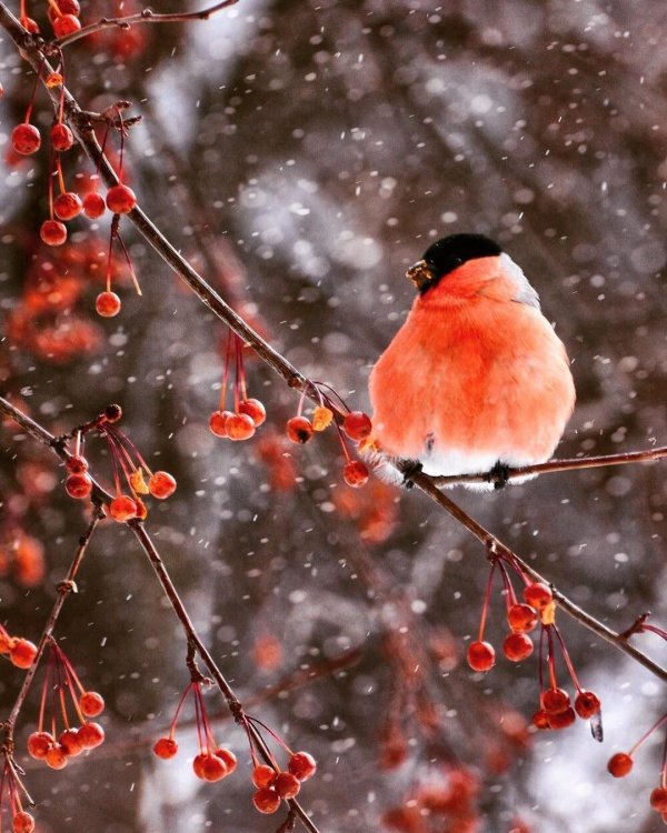 Зима рябина снегири