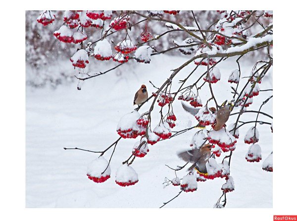 Зима рябина снегири