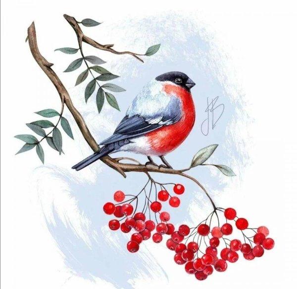 Зима рябина снегири