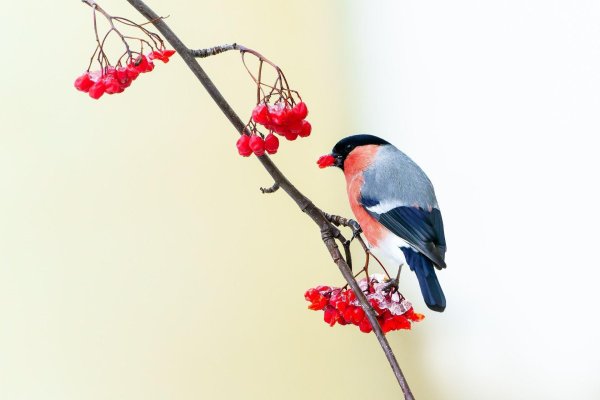 Зима рябина снегири