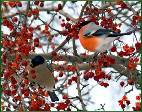Зима рябина снегири