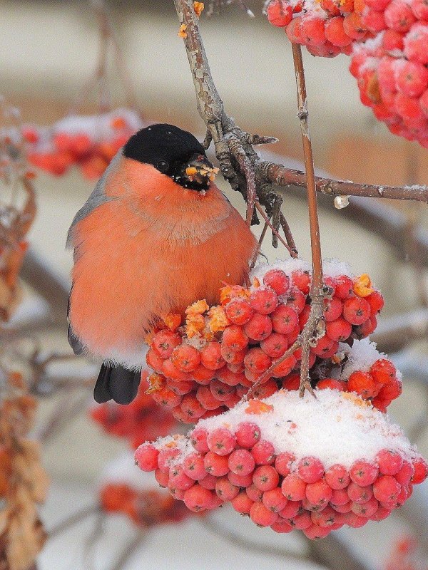 Зима рябина снегири