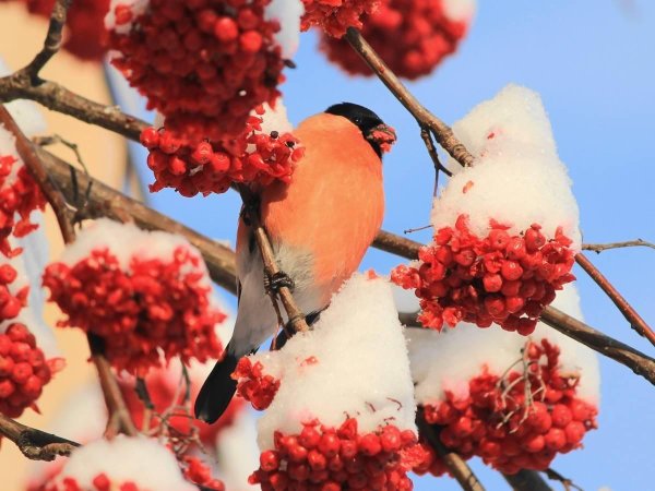 Зима рябина снегири