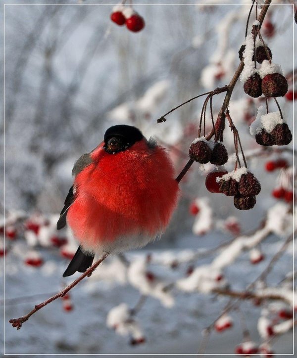 Зима рябина снегири