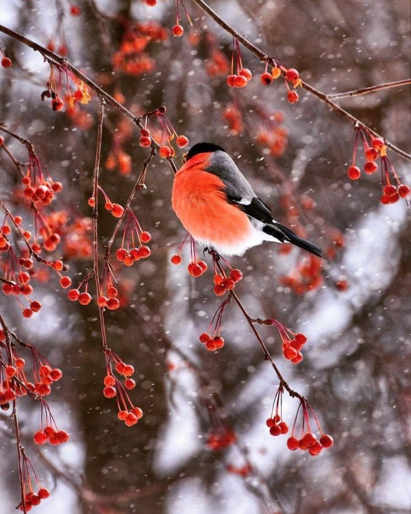 Зима рябина снегири