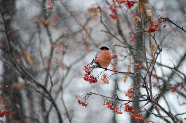 Зима рябина снегири