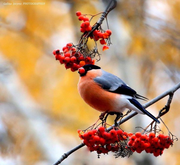 Зима рябина снегири