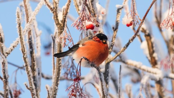 Зима рябина снегири