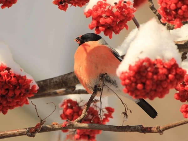 Зима рябина снегири