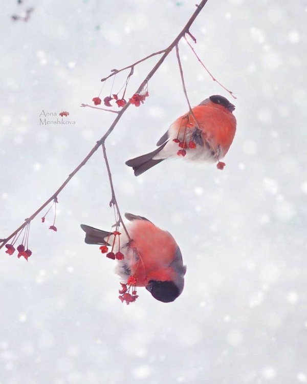 Зима рябина снегири