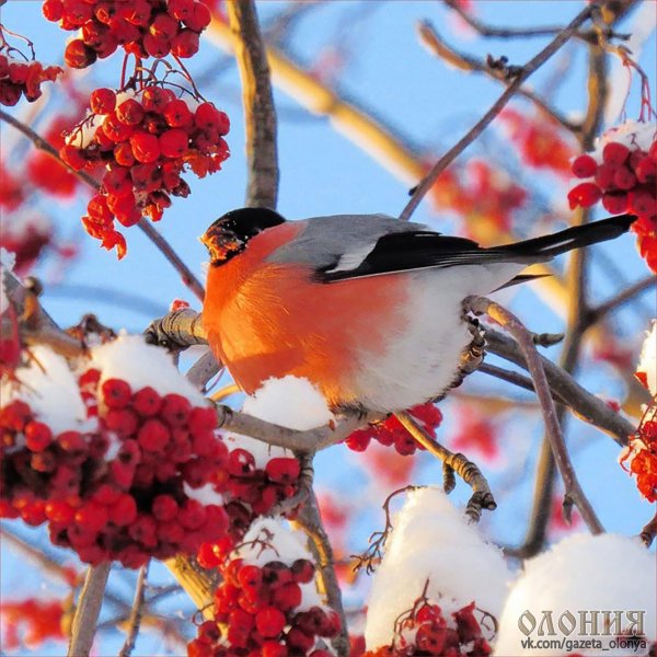 Зима рябина снегири