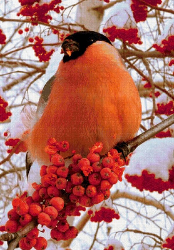Зима рябина снегири