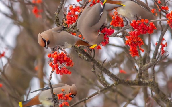 Зима рябина снегири