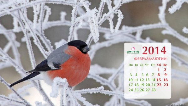 Зима рябина снегири