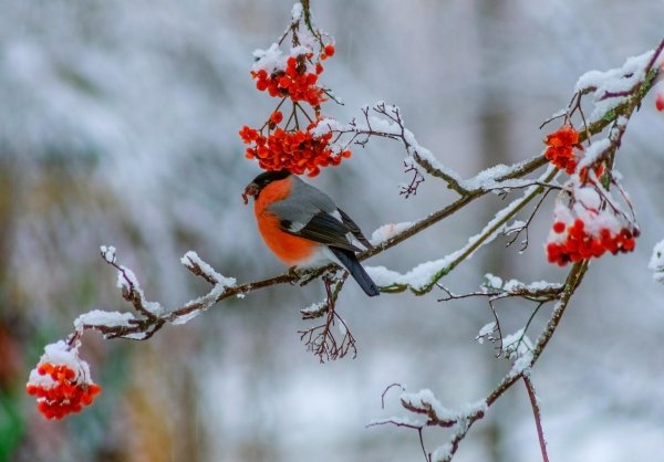 Зима рябина снегири