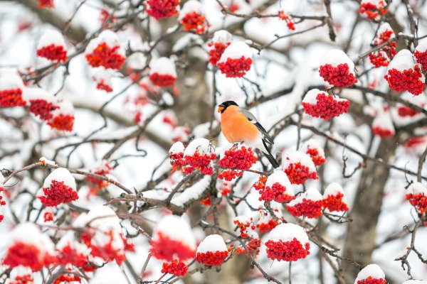 Зима рябина снегири