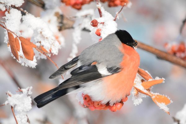 Зима рябина снегири