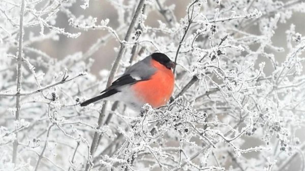 Зима рябина снегири