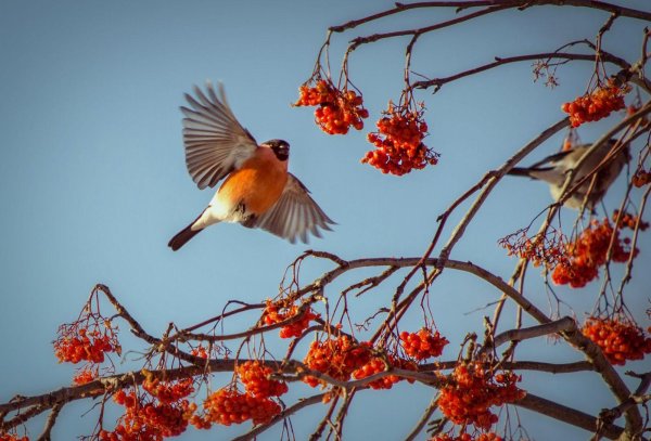 Зима рябина снегири