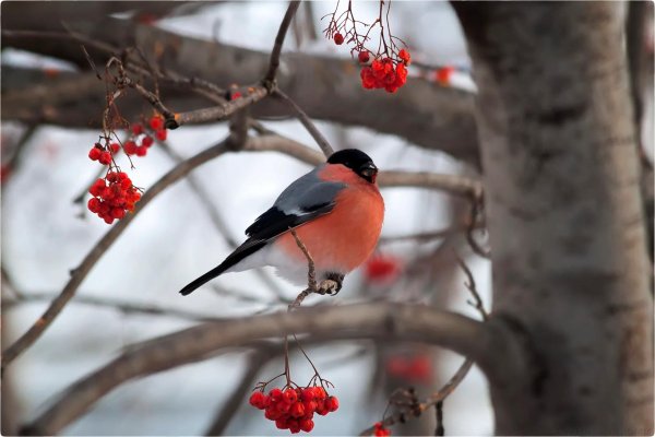Зима рябина снегири