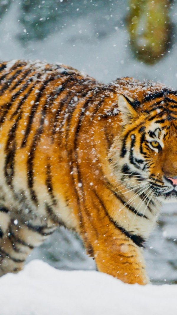 Зима и тигр