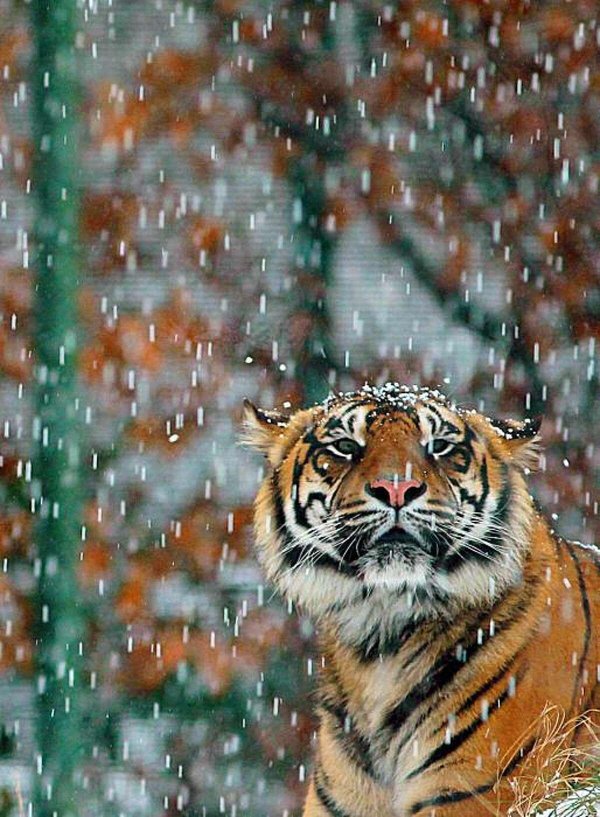 Зима и тигр