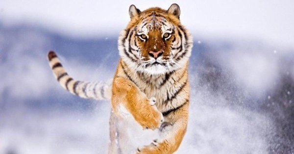 Зима и тигр