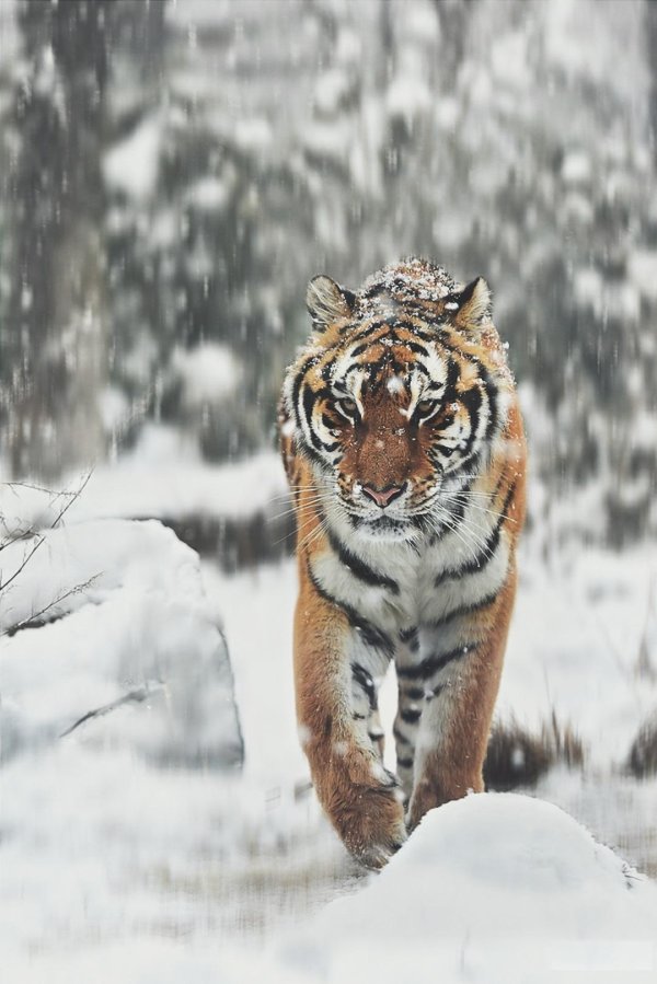 Зима и тигр