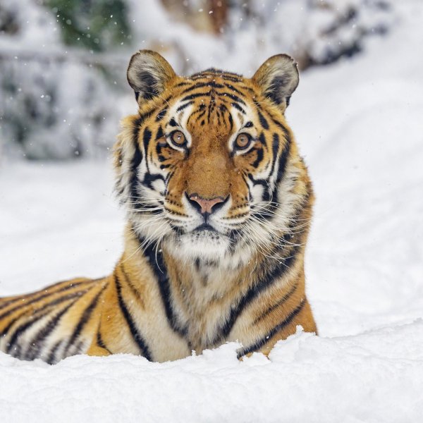 Зима и тигр