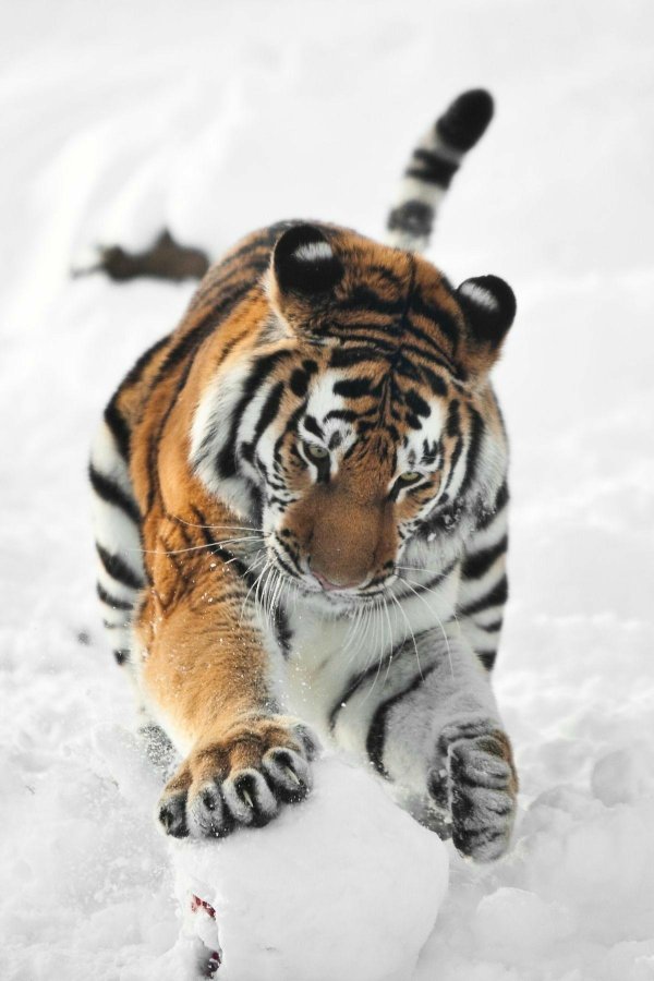 Зима и тигр