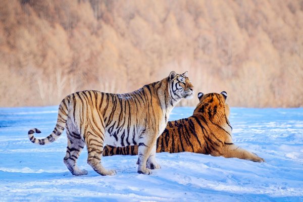 Зима и тигр