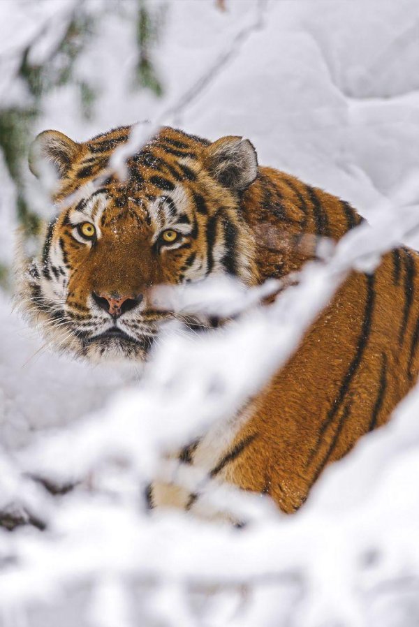 Зима и тигр