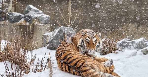 Зима и тигр