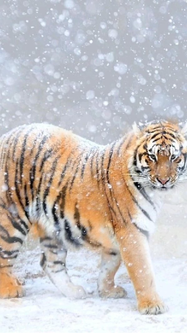 Зима и тигр