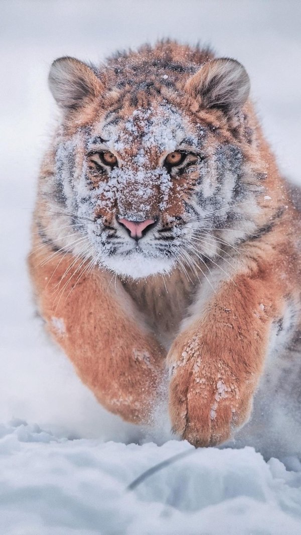 Зима и тигр