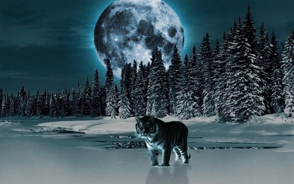 Зима и тигр