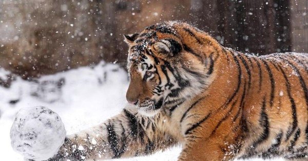 Зима и тигр