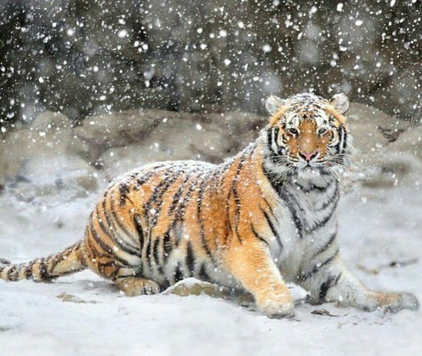 Зима и тигр