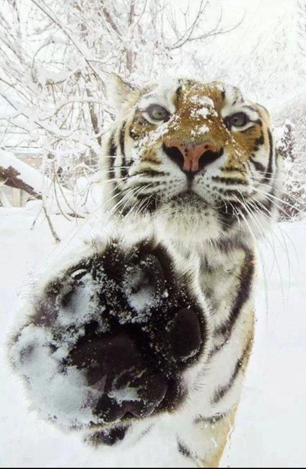 Зима и тигр