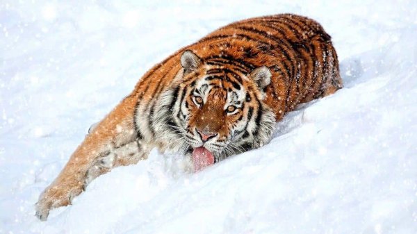 Зима и тигр