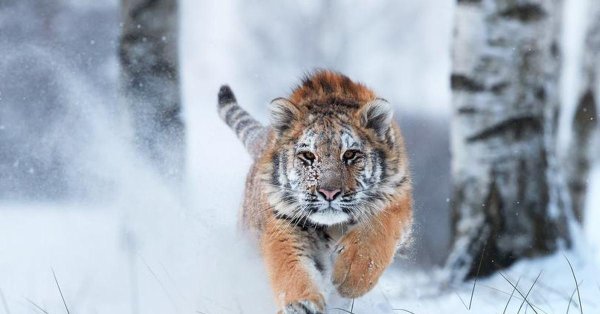 Зима и тигр