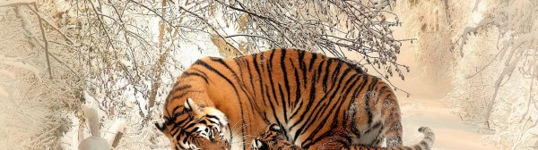 Зима и тигр
