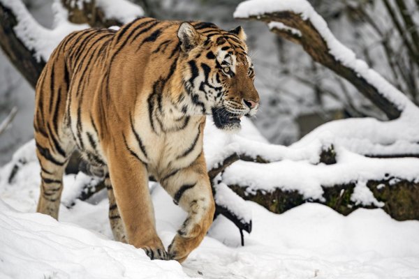 Зима и тигр