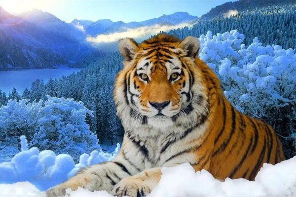 Зима и тигр