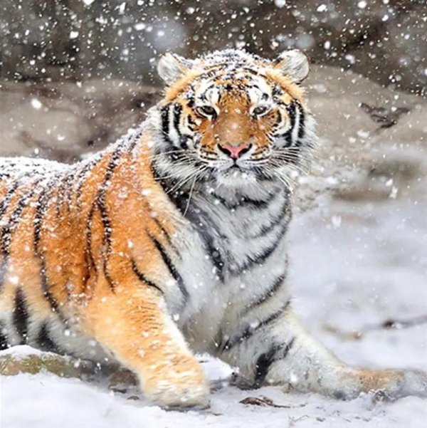 Зима и тигр