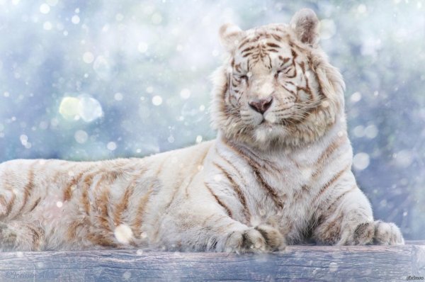 Зима и тигр
