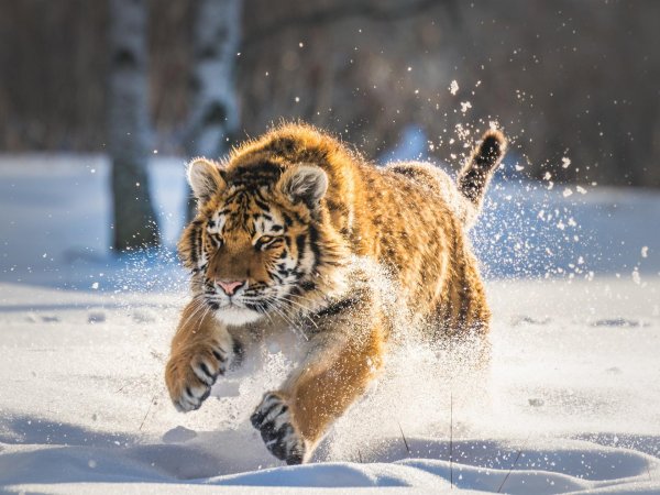 Зима и тигр