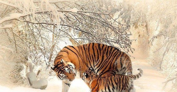 Зима и тигр